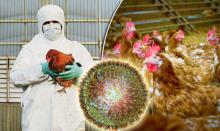 “Virus tận thế” đến từ thịt gà công nghiệp có thể làm “bay màu” một nửa dân số thế giới