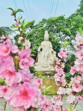 Hương Xuân Tình Thầy!