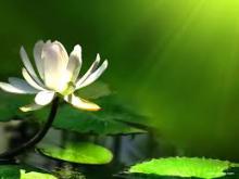 Làm Mới Đạo Phật